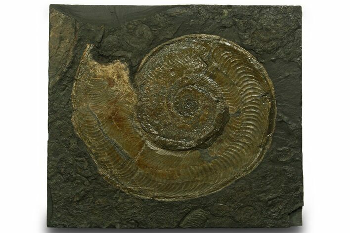 Fossil Ammonite (Harpoceras) - Posidonia Shale, Germany #377991